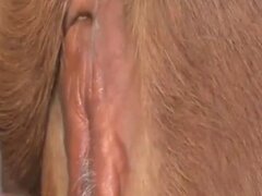 Sex With Aanimals Videos
