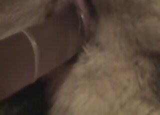 تم تسجيل ممارسة الجنس عن قرب والتركيز على فتحة مهبل الكلب