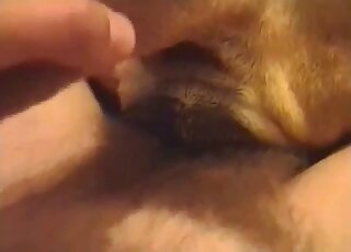 POV hardcore cowgirl scene featuring a brown dog that wants sex