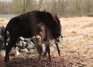 Outdoor fucking with a big mule that enjoys fresh animal pussy