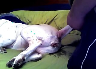 White dog is happy to get screwed by a horny zoophile right here