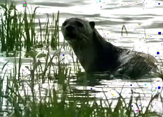 Two rhinoceroses fucking in the water before emerging refreshed