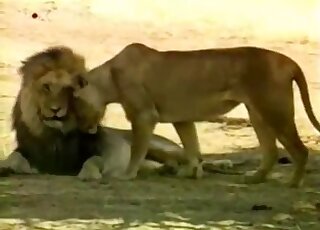 Lion fucking movie ripped straight from a nature documentary