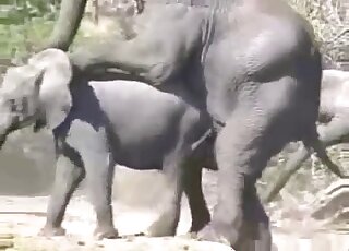 فيل على فيل يمارس الجنس مع مخلوقين ضخمين يمارسان الجنس