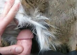 يتم إدخال قضيب الرجل الوريدي من الخلف في تلك الفتحة الضيقة