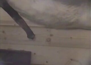 Hectic zoophile porn movie with cock play and horse cock showcase