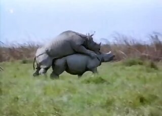 Rhino porn scene featuring two sexy animals banging hard outdoors