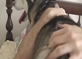 Dude with a nice cock is fucking his pet animal in a cowgirl position