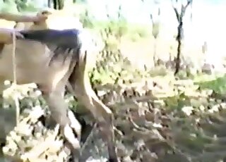 White stallion fucks a sexy mare from behind in a passionate way