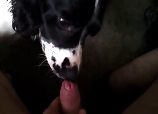 Dude's raging hard-on is the tastiest treat for this sexy animal