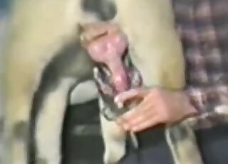 Dog with red dick and big balls enjoys a nice orgasm in a hot video