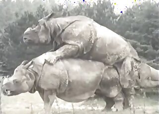 جنون الوحشية في الهواء الطلق مع وحيد القرن الذي يريد ممارسة الجنس بقوة