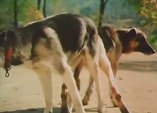 Animal fucking scene showing two beasts fucking each other hard