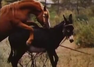 Hot stallion penis is being inserted into a mare's real wet pussy