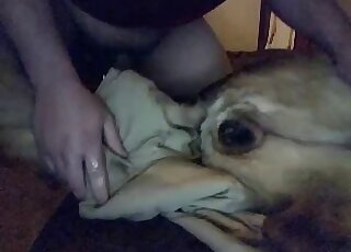 رجل جذاب يحب الحيوانات الأليفة يقذف على مهبل الكلب في الظلام