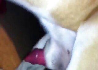 Zoomed-in footage showing a zoophilic mouth pleasured by red dog cock