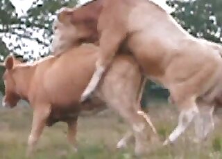 فيلم جنسي في الهواء الطلق بين ثور وبقرة دون الكثير من المداعبة