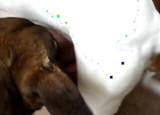 كلب أبيض يوجه قضيبه إلى حفرة ضيقة لحيوان محب للحيوانات من الخلف