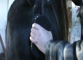 Black horse is happy to get fucked by a colossal horsecock dildo