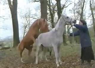 Brown stallion happily fucks a white horse as horny woman looks on