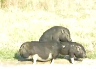 Sexy animals are enjoying each other's genitals in an outdoor vid