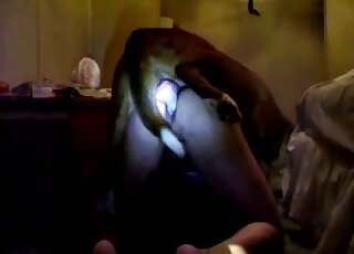 Black animal using its firm penis to fuck a zoophilic beauty here