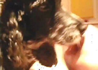 الرجل هنا ليسمح لهذا الكلب بلعق قضيبه بالكامل وهذا أمر رائع