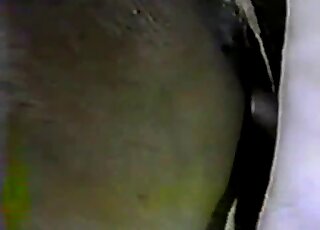 Vintage amateur video of a well-hung guy while banging a horse