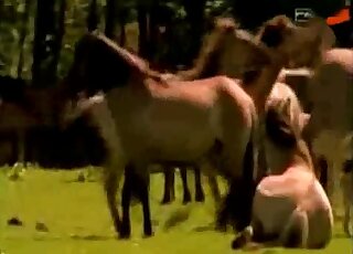 PMV animal sex compilation - Wild horses are crazy about hard fucking