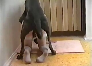 White stockings MILF wants to get licked and fucked by giant dog