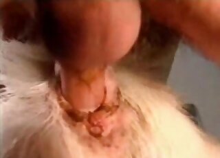 Calm goat gets nailed up the butt by aroused zoophiliac