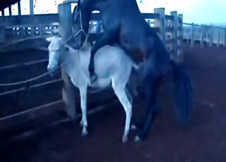 Rancher lures giant black horse into animal-on-animal copulation