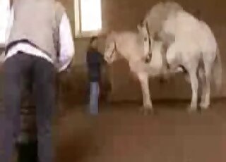 Zoo porn compilation - Animals in heat love having doggy style sex