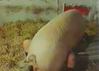 Gorgeous lady in sweater wants to get banged by a giant pig badly