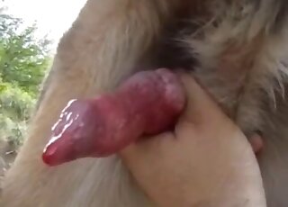 Horny dog got jerked off by the master until shooting a big cum load
