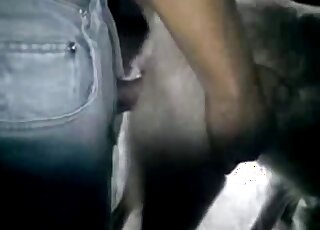Erect man uses his giant cock on the animal's behind in a barn