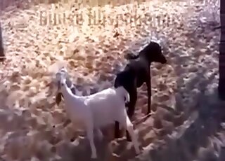 Goat ended up locked with dog during animal copulation