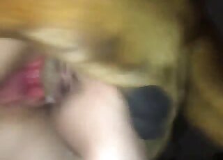 Close-up of intense pussy ramming performed by aroused canine