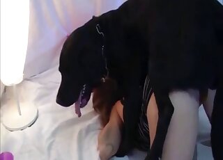 Black Labrador warms up the lady's pussy with licking before banging