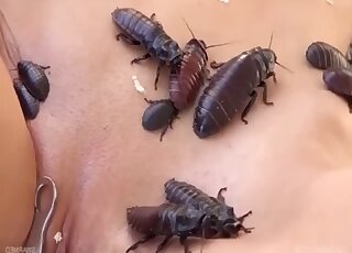 Solo blonde vixen is covered in bizarre bugs during zoo sex session