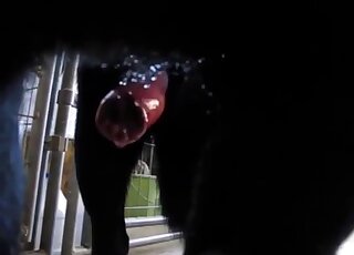 Fully erect dog shaft is squirting warm cum - Amateur zoo porn