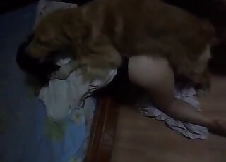 Mature babe waits doggy style banging from Golden Retriever