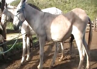 الفرس لديها مهبل زلق مبلل جاهز لقضيب حصان ضخم