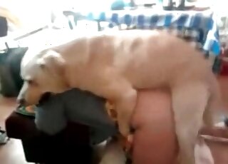 تنحني الكلبة لأسفل، بحيث يمارس كلبها الجنس مع مهبلها من الخلف