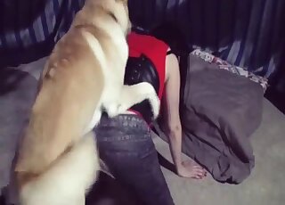 Impatient dog can't wait to stuff the pussy of masked MILF