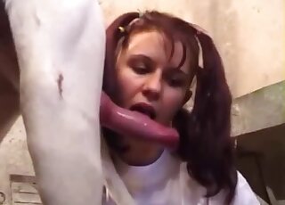 Amateur chick with pigtails is licking fully erect dog boner