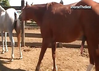 Animal porn - Mare wet pussy is ready for giant horse cock