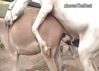 Donkeys get filmed while engaged in animal intercourse on a farm