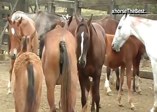 فرس الحصان المدعو يتعرض للضرب من قبل الفحل في حالة شبق