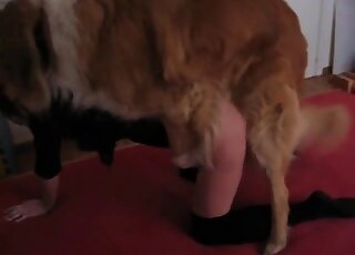 مهبلها المنتفخ يبدو مثاليًا بعد أن مارس الجنس معه وحش فروي